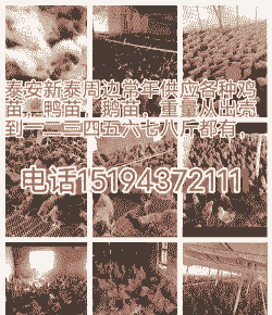 新泰鸡苗出售信息最新价格