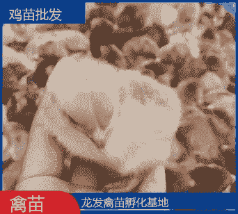 汕尾鸡苗出售价格多少