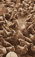 东海三黄鸡苗价格多少