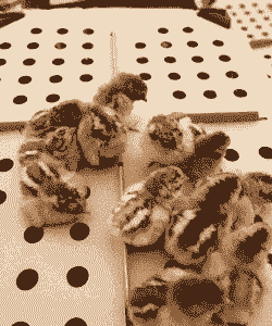 聊城良凤花鸡苗价格