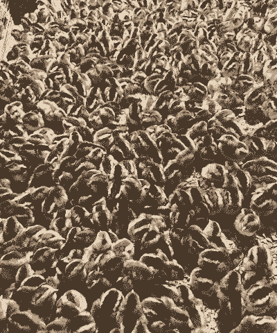 新都黄杂鸡苗价格多少