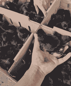 宿迁市鸡苗价格多少