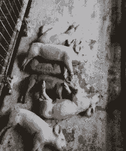 母猪产后仔猪全死了