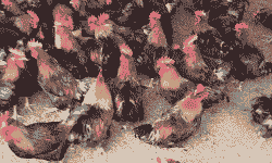 广东清远鸡苗价格表