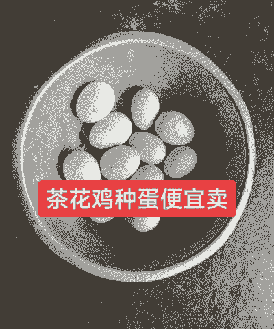 湖北省孵化鸡苗价格