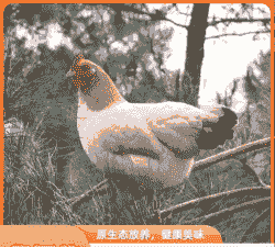 纯种杏花鸡苗价格表