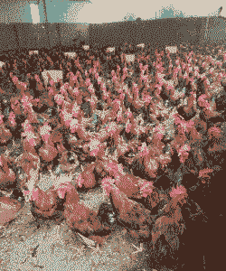 郫县黄杂鸡苗价格多少