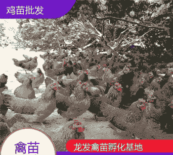 黄花鸡苗出售信息最新价格