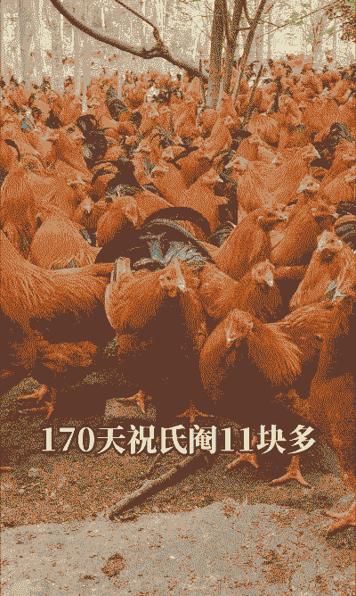 广西祝氏鸡苗的价格