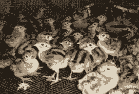 七彩三鸡苗价格