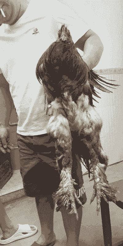 凉山岩鹰鸡苗价格表