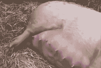 母猪产后老是躺着睡觉