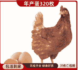 河南海兰褐青年鸡苗价格