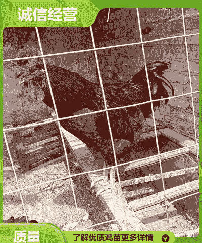 昭通孵化场鸡苗价格多少