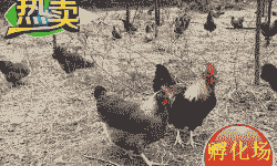 清远二号麻鸡苗价格