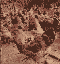 拉萨鸡苗一只价格多少