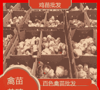 正宗广西百色鸡苗价格