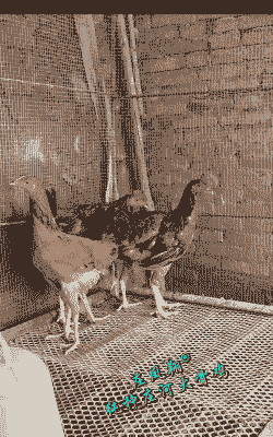 庄河散养大骨鸡苗价格多少