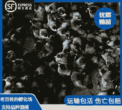 黑色鸡苗价格多少一只