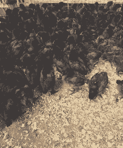 生鲜五黑鸡苗价格表