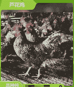 搜一搜山东芦花鸡苗价格