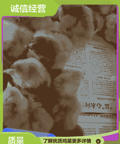 广安鸡苗出售价格表