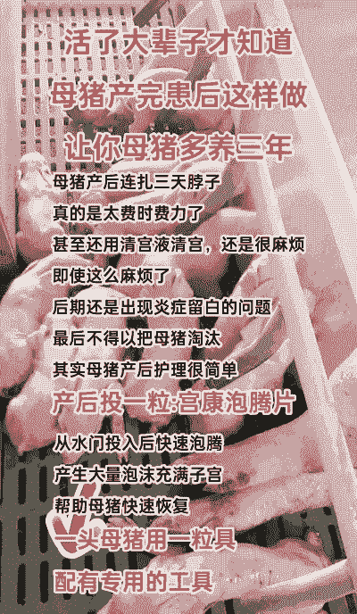 母猪产后三天消炎