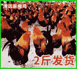 二斤鸡苗什么价格合适