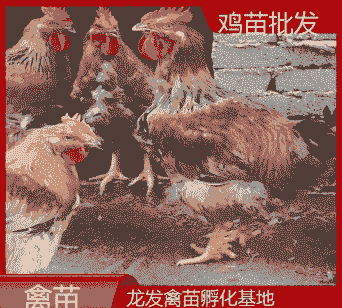 达州鸡苗出售价格表