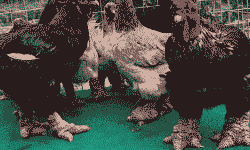 泉州东涛鸡苗出售价格