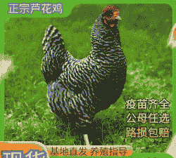 汶上县鸡苗出售价格