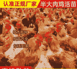 大红三黄鸡苗价格是多少