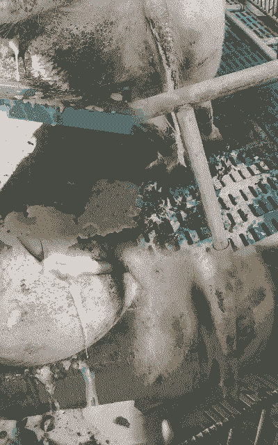 产后母猪吐白沫