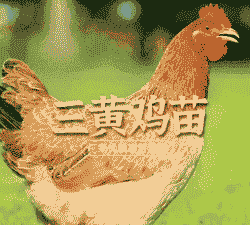 半斤鸡苗一只价格多少