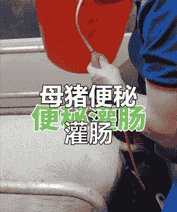 产后母猪便秘灌肠