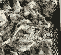 福泉脱温鸡苗价格表