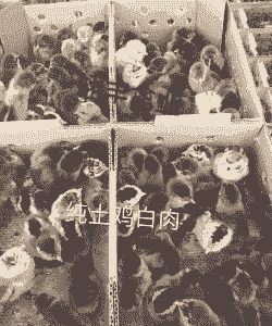 云南养殖鸡苗价格多少钱