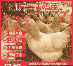 青岛三黄鸡苗价格表