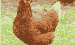 海兰褐鸡苗价格最近走势