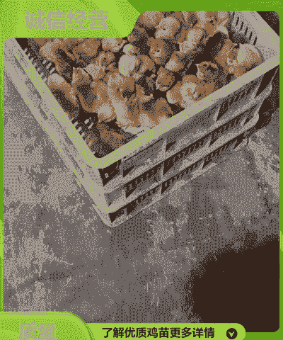 四川好的鸡苗价格