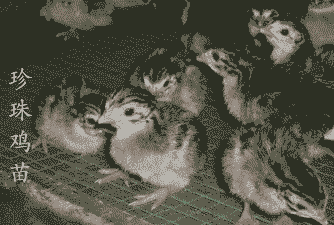 南宁珍珠鸡苗价格表