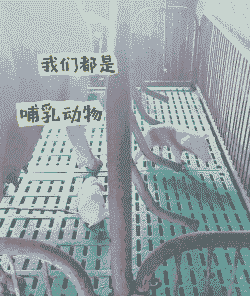 母猪产后自由采食法