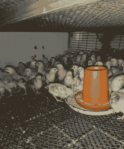 辽源孵化场鸡苗价格多少