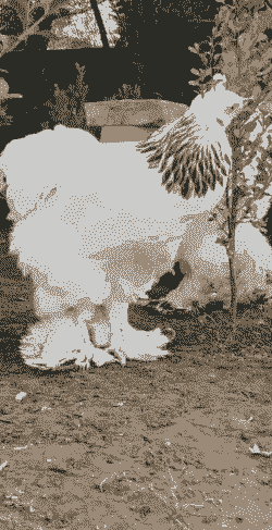 澄海本地鸡苗价格多少钱