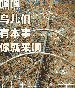 玉米种植怎么防鸟