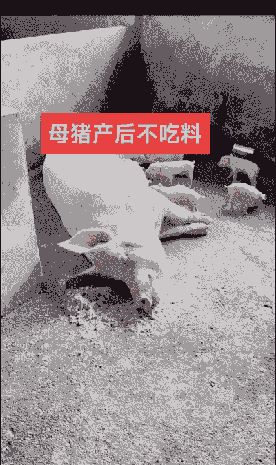 母猪产后12天不吃