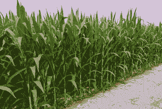 玉米种植的季节