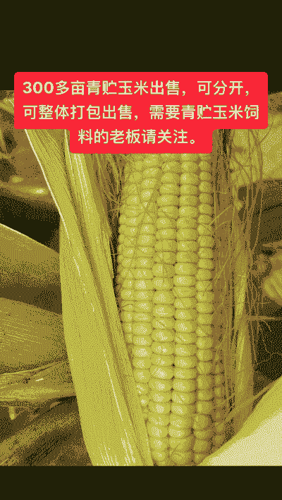 青贮玉米种植亩成本