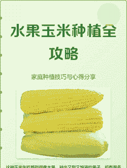 水果玉米种植条件