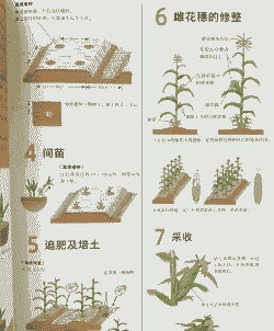 玉米种植技术方案